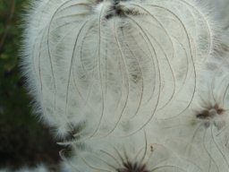 Clematis villosa subsp. stanleyi fruit, old and dry 